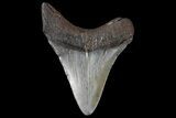 Fossil Megalodon Tooth - Georgia #74188-1